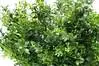 Artificial Budding Boxwood Bush <br>30cm thumbnail