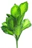 1. Artificial Dieffenbachia Bush<br>Soft Touch - 45cm thumbnail