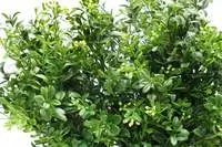 Artificial Budding Boxwood Bush <br>30cm