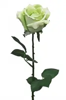 Artificial Ecuador Rose<br>Green Artificial Ecuador Rose<br>Green