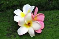 Artificial Frangipani Head<br>Wired Artificial Frangipani Head<br>Wired