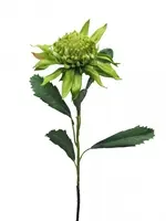 Artificial Waratah<br>Green Artificial Waratah<br>Green