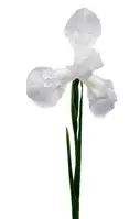 Artificial Iris with Leaf<br>White Artificial Iris with Leaf<br>White