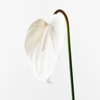 Artificial Anthurium<br>Winter White