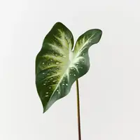 Artificial Calla Lily Leaf<br> Dk Green White Artificial Calla Lily Leaf<br> Dk Green White